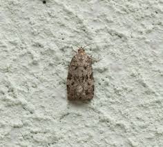 Attēlu rezultāti vaicājumam “Dichelia histrionana”