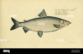 Image result for Coregonus oxyrinchus