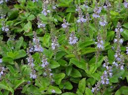Image result for Veronica officinalis