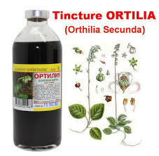 Attēlu rezultāti vaicājumam “Orthilia secunda fruit”