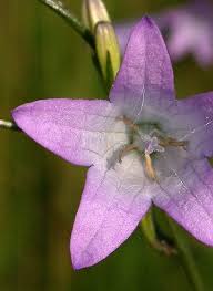 Image result for Campanula rapunculus
