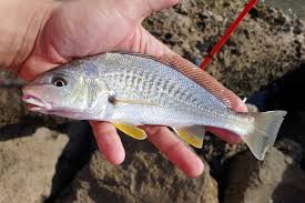 Image result for Micropogonias undulatus