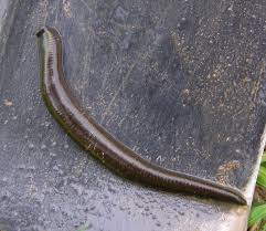 Attēlu rezultāti vaicājumam “Haemopis sanguisuga”