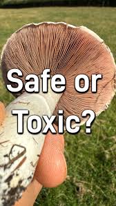 Attēlu rezultāti vaicājumam “Agaricus”