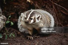 Attēlu rezultāti vaicājumam “Meles meles”