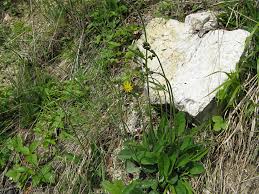 Attēlu rezultāti vaicājumam “Hieracium murorum”