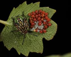 Attēlu rezultāti vaicājumam “Elasmostethus interstinctus nymph”