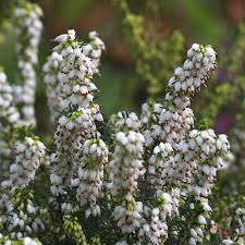 Attēlu rezultāti vaicājumam “Erica x darleyensis flower”