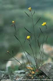 Attēlu rezultāti vaicājumam “Diplotaxis muralis flower”