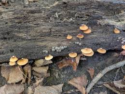 Attēlu rezultāti vaicājumam “Lycogala persicum”