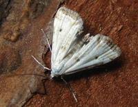 Attēlu rezultāti vaicājumam “Cataclysta lemnata”