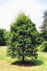 Attēlu rezultāti vaicājumam “Alnus glutinosa”