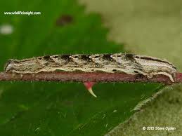 Attēlu rezultāti vaicājumam “Epirrhoe alternata”