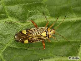 Attēlu rezultāti vaicājumam “Rhabdomiris striatellus”