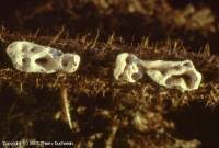 Attēlu rezultāti vaicājumam “Physarum bivalve”