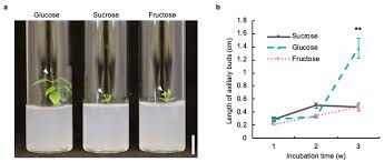 Attēlu rezultāti vaicājumam “Humulus lupulus bud”