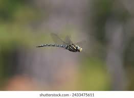 Attēlu rezultāti vaicājumam “Aeshna juncea male”