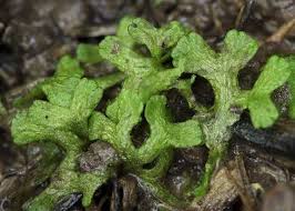 Attēlu rezultāti vaicājumam “Pseudobryum cinclidioides cells”