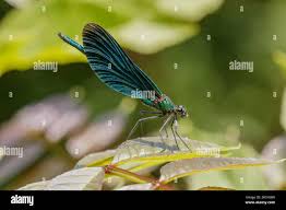 Attēlu rezultāti vaicājumam “Calopteryx virgo male”