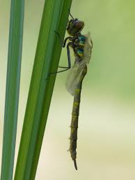 Attēlu rezultāti vaicājumam “Somatochlora flavomaculata”