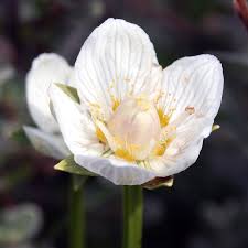 Attēlu rezultāti vaicājumam “Parnassia palustris fruit”