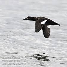 Attēlu rezultāti vaicājumam “Melanitta fusca”