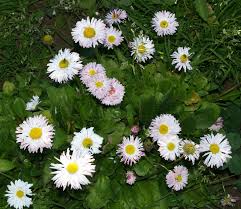 Image result for Bellis perennis