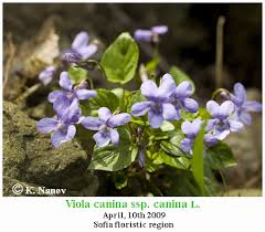 Attēlu rezultāti vaicājumam “Viola canina leaf”