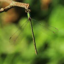 Attēlu rezultāti vaicājumam “Chalcolestes viridis”