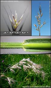 Attēlu rezultāti vaicājumam “Helictotrichon pubescens”