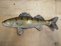 Image result for Sander lucioperca