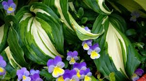 Attēlu rezultāti vaicājumam “Hosta sp. flower”