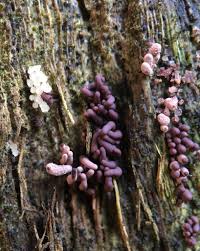 Attēlu rezultāti vaicājumam “Arcyria affinis macro”