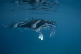 Image result for Mobula alfredi