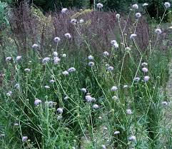 Image result for Knautia arvensis
