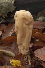 Attēlu rezultāti vaicājumam “Clavariadelphus pistillaris”