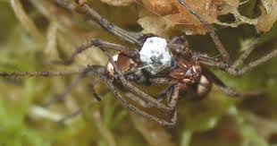 Attēlu rezultāti vaicājumam “Pisaura mirabilis female”