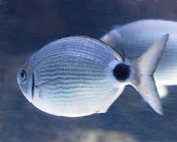 Image result for Diplodus kotschyi