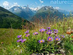 Image result for Aster alpinus