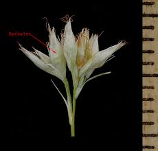 Attēlu rezultāti vaicājumam “Rhynchospora alba flower”