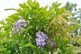 Attēlu rezultāti vaicājumam “Viola uliginosa bud”