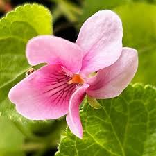 Attēlu rezultāti vaicājumam “Viola odorata flower”