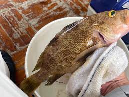 「魚拓」的圖片搜尋結果