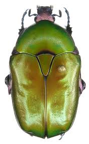 Attēlu rezultāti vaicājumam “Potosia cuprea”