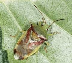 Attēlu rezultāti vaicājumam “Elasmostethus interstinctus imago”