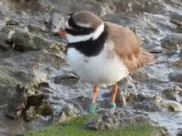 Attēlu rezultāti vaicājumam “Charadrius hiaticula”