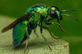 Attēlu rezultāti vaicājumam “Chrysididae”