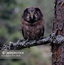 Attēlu rezultāti vaicājumam “Aegolius funereus”