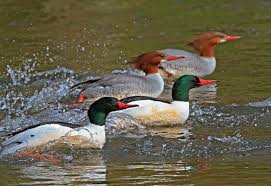 Attēlu rezultāti vaicājumam “Mergus merganser female”