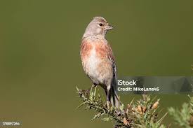 Attēlu rezultāti vaicājumam “Carduelis cannabina adult”
